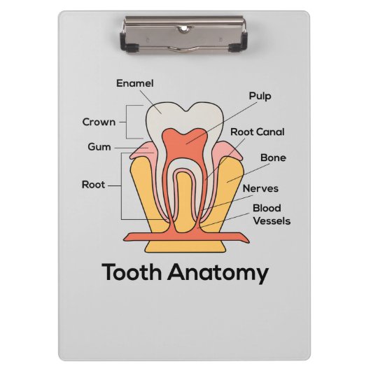 歯の解剖図 クリップボード (正面)