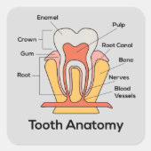 歯の解剖図 スクエアシール (正面)