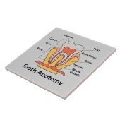 歯の解剖図 タイル (側面)