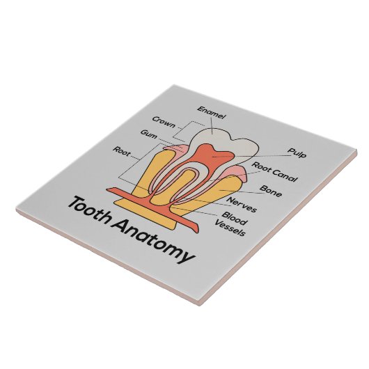 歯の解剖図 タイル (側面)
