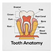 歯の解剖図 ポスター (正面)