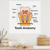 歯の解剖図 ポスター (キッチン)