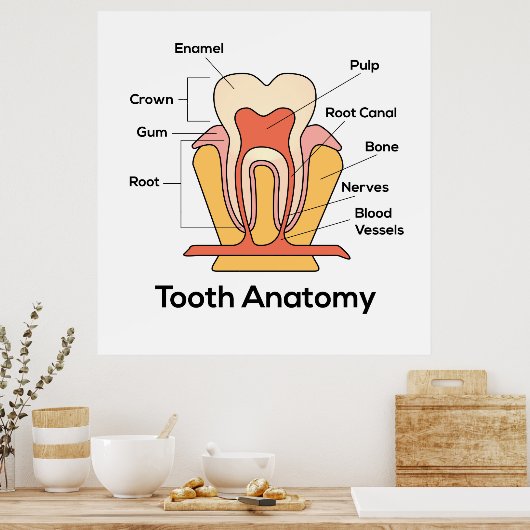 歯の解剖図 ポスター (キッチン)