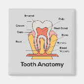 歯の解剖図 マグネット (正面)