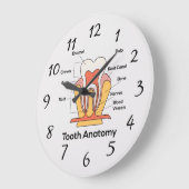 歯の解剖図 ラージ壁時計 (傾斜)