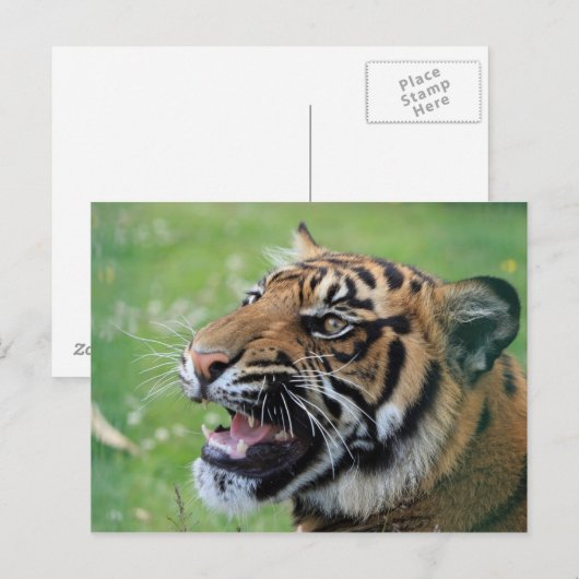 歯を見せる虎 ポストカード (正面/裏面)