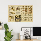 歯ウマ科のによる馬の解剖学的年齢 ポスター (ホームオフィス)