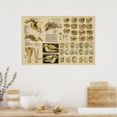 歯ウマ科のによる馬の解剖学的年齢 ポスター (キッチン)