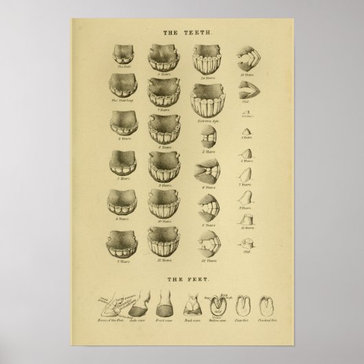 歯グラフの馬の年齢チャート歯科解剖学ポスター ポスター (正面)