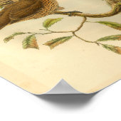 歯付きバードボーワーバードブラウンヴィンテージプリント ポスター (角)