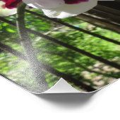 歯付き紫と白のPhalaenopsis蘭 フォトプリント (角)