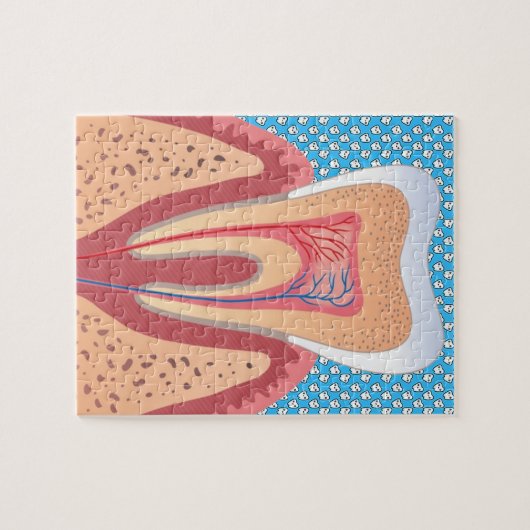 歯構造 ジグソーパズル (横)