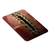 歯科モデルと歯のブレース マグネット (右側)