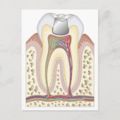 歯科用充填イラストレーション ポストカード (正面)