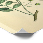 歯科用歯の顎ヴィンテージ解剖学プリント ポスター (角)