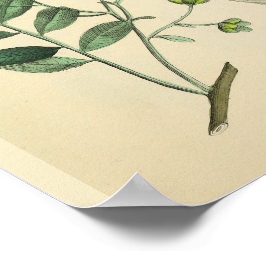 歯科用歯の顎ヴィンテージ解剖学プリント ポスター (角)