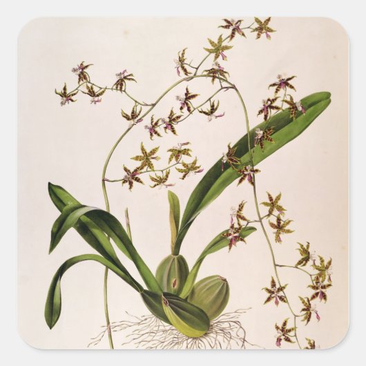 歯舌側耳管 スクエアシール (正面)