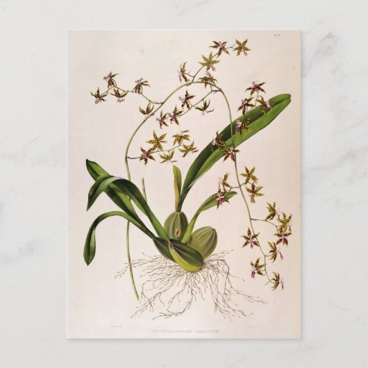 歯舌側耳管 ポストカード (正面)