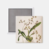 歯舌側耳管 マグネット (正面/裏面)