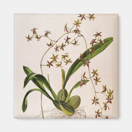 歯舌側耳管 マグネット (正面)