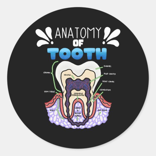 歯解剖学の歯医者歯科矯正医 ラウンドシール (正面)