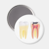 歯解剖学 マグネット (正面/裏面)
