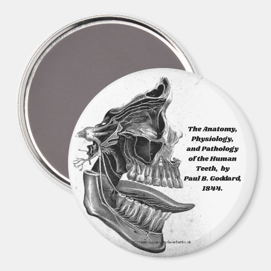 "歯" マグネット (正面/裏面)