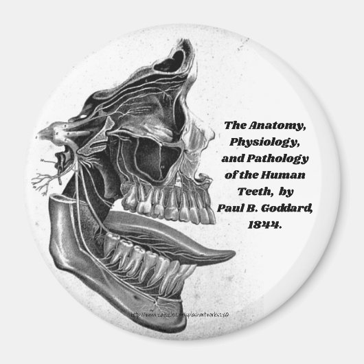 "歯" マグネット (正面)