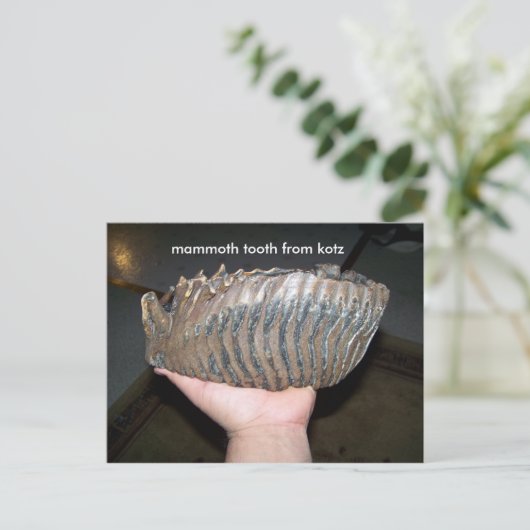 歯，マンモス歯ktz ポストカード (スタンド正面)