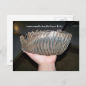 歯，マンモス歯ktz ポストカード (正面/裏面)