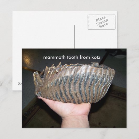 歯，マンモス歯ktz ポストカード (正面/裏面)