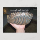 歯，マンモス歯ktz ポストカード (正面)