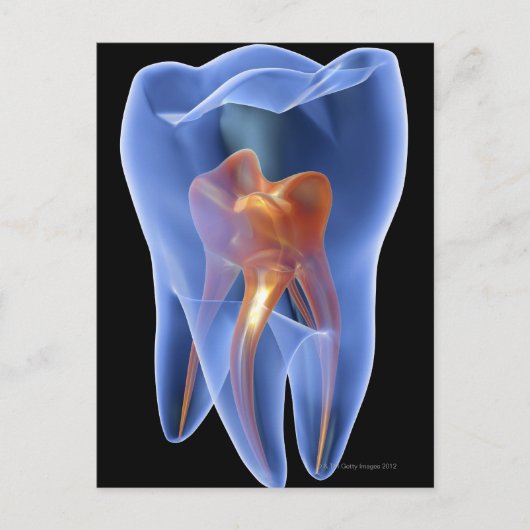 歯、モルの透明な横断面 ポストカード (正面)