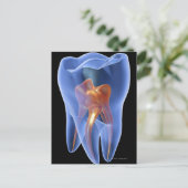 歯、モルの透明な横断面 ポストカード (スタンド正面)