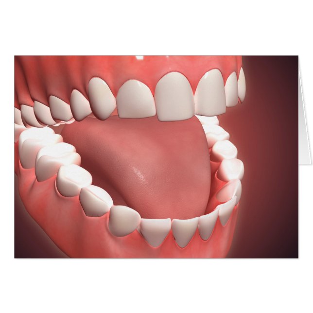 歯、歯肉、舌を示す人間の口を開く (正面横)