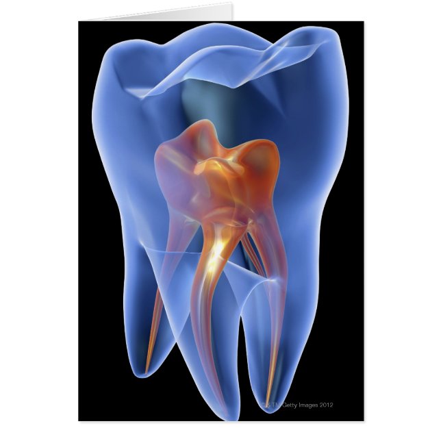 歯、臼歯の透明な断面 (正面)