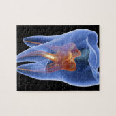 歯、臼歯の透明な断面 ジグソーパズル (横)