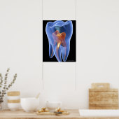 歯、臼歯の透明断面 ポスター (キッチン)