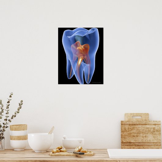 歯、臼歯の透明断面 ポスター (キッチン)