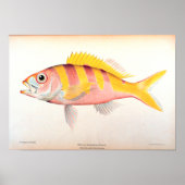 歴史漁業 ポスター (正面)