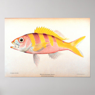 歴史漁業 ポスター