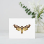 死の先頭の蛾 ポストカード (スタンド正面)