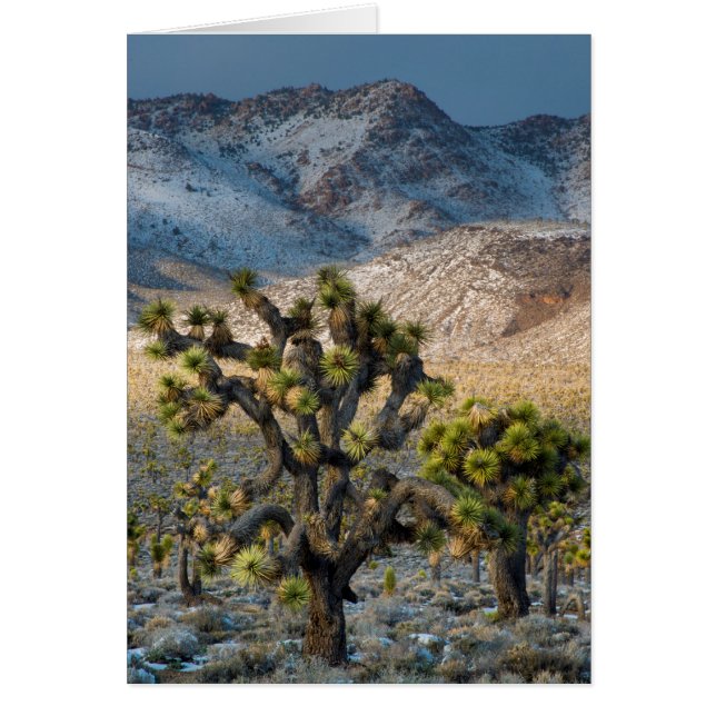 死の谷の雪 (正面)