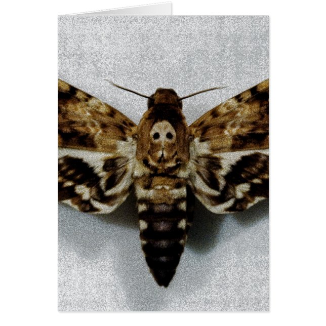 死の頭部のHawkmothのAcherontiaのLachesis (正面)