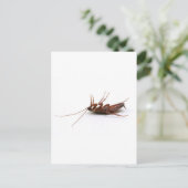 死んだゴキブリ ポストカード (スタンド正面)