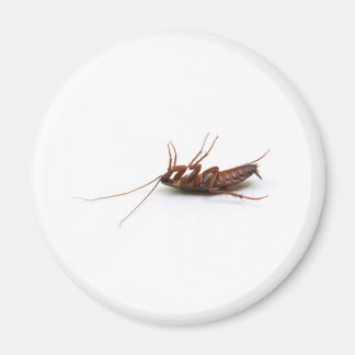 死んだゴキブリ マグネット