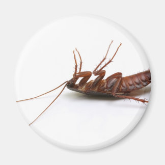 死んだゴキブリ マグネット