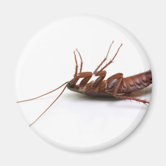 死んだゴキブリ マグネット (正面)