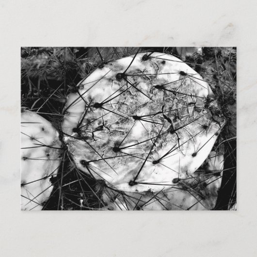 死んだサボテン ポストカード (正面)