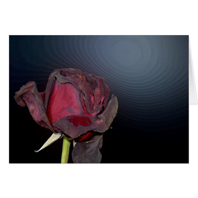 死んだバラ1 (正面横)